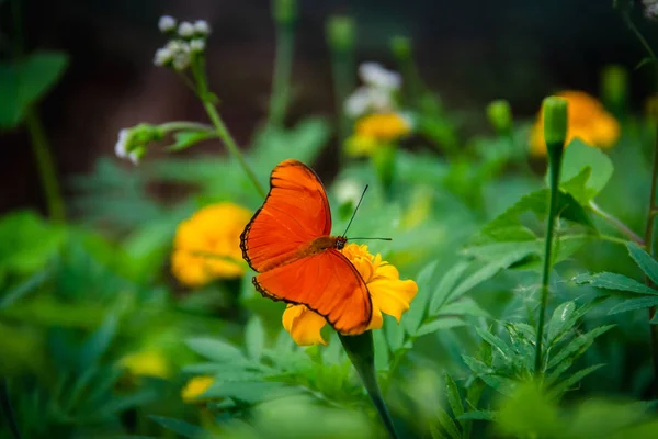 Papillon Orange Dans Jardin Fleuri Vert — Photo