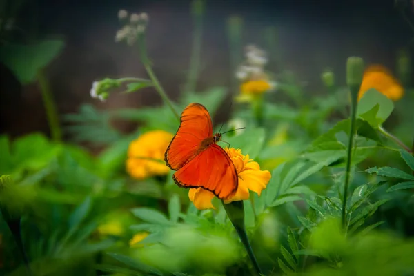 Papillon Orange Dans Jardin Fleuri Vert — Photo