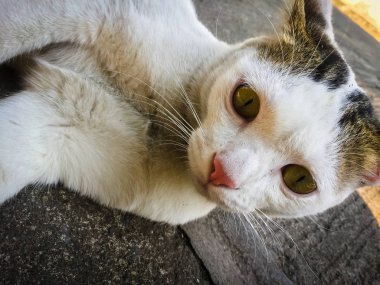 Beyaz kedi, yerde oturan sarı gözler.