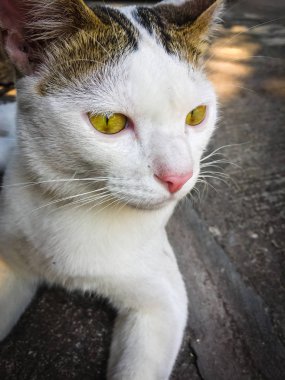 Beyaz kedi, yerde oturan sarı gözler.