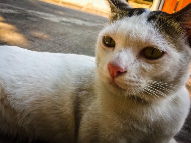 Beyaz kedi, yerde oturan sarı gözler.