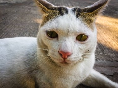 Beyaz kedi, yerde oturan sarı gözler.