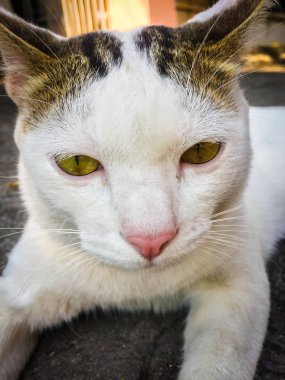 Beyaz kedi, yerde oturan sarı gözler.