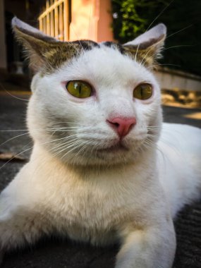 Beyaz kedi, yerde oturan sarı gözler.