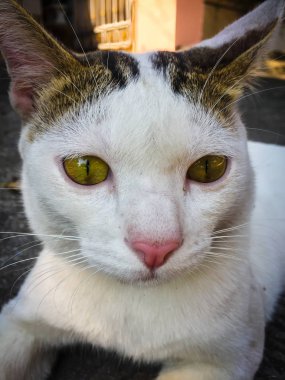 Beyaz kedi, yerde oturan sarı gözler.