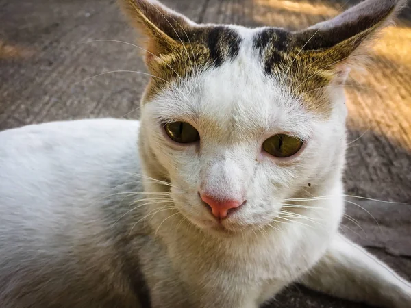 Vit Katt Gula Ögon Sittande Golvet — Stockfoto