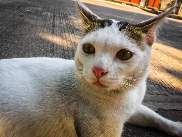 Білий Кіт Жовті Очі Сидять Підлозі — стокове фото