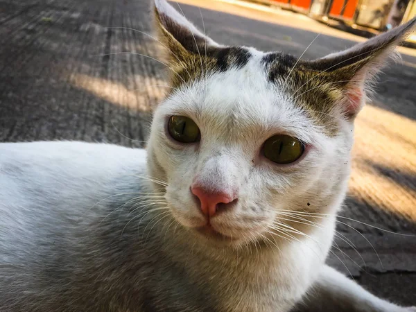 Vit Katt Gula Ögon Sittande Golvet — Stockfoto