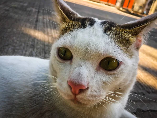Vit Katt Gula Ögon Sittande Golvet — Stockfoto