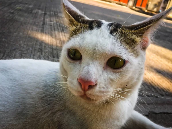 Vit Katt Gula Ögon Sittande Golvet — Stockfoto