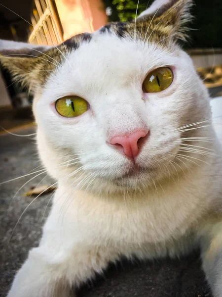 Bílá Kočka Žluté Oči Sedící Podlaze — Stock fotografie