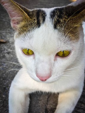 Beyaz kedi, yerde oturan sarı gözler.