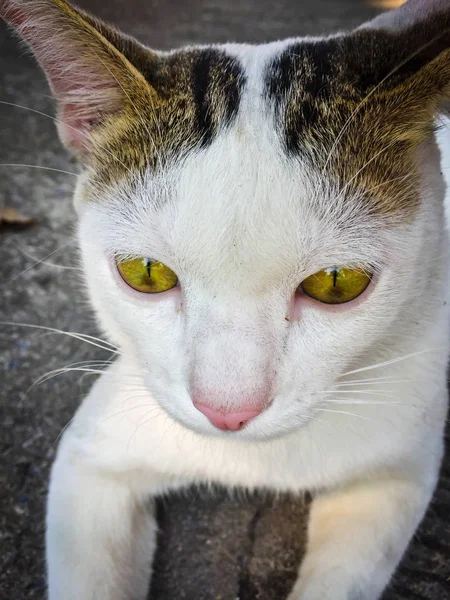 Beyaz kedi, yerde oturan sarı gözler.