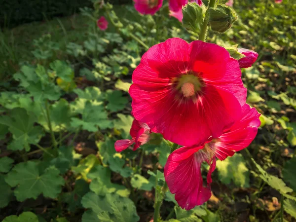 Красный Розовый Гибискус Цветы Саду — стоковое фото