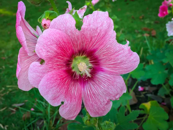 Piros Rózsaszín Hibiszkusz Virágok Kertben — Stock Fotó