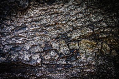 Eski ağaç kabuğu deseni, beyaz renk, arkaplan