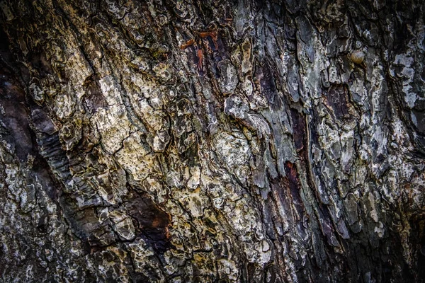 古い樹皮のパターン 白い色 — ストック写真