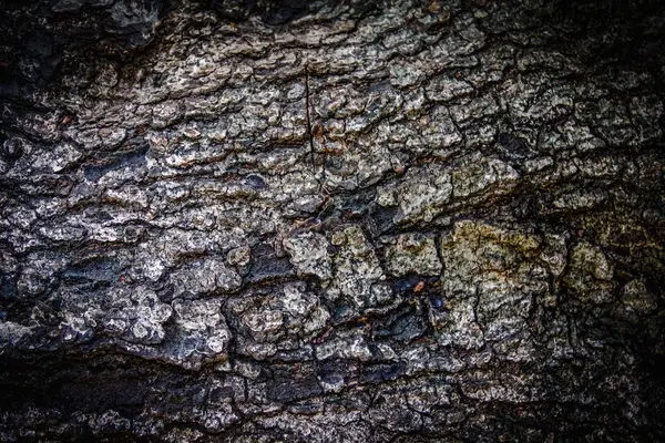 Eski ağaç kabuğu deseni, beyaz renk, arkaplan