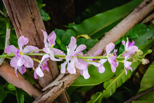 Фиолетовая орхидея это куча — стоковое фото