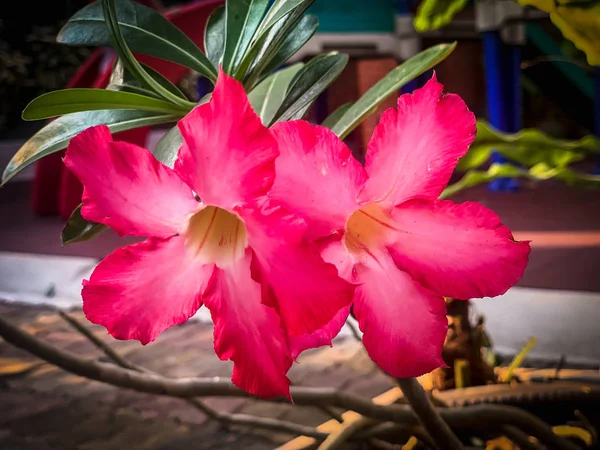 Koyu arkaplanda pembe açelya çiçekleri — Stok fotoğraf