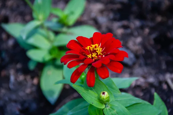 Flores vermelhas fundo borrado — Fotografia de Stock