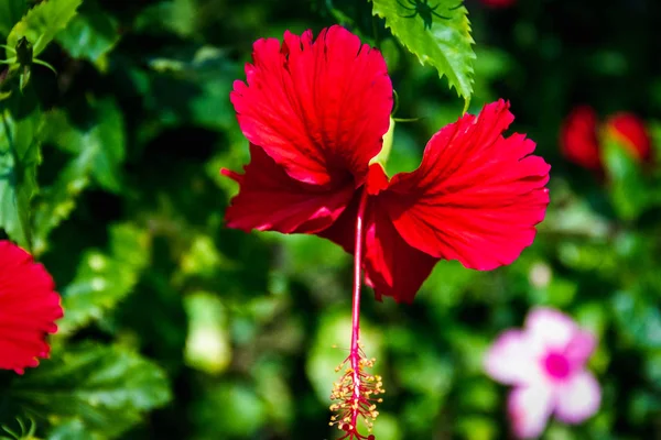 Κλείσιμο Κόκκινα άνθη ιβίσκου — Φωτογραφία Αρχείου