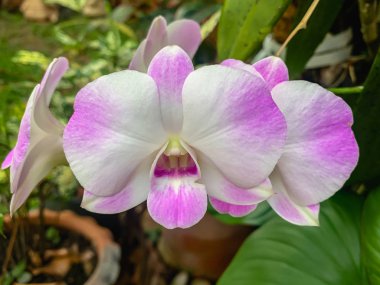 Mor orkide bir demet