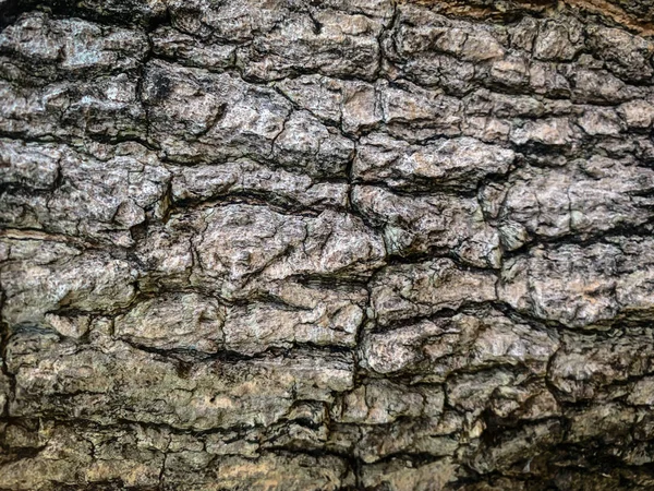 Eski ahşabın arkaplan dokusu — Stok fotoğraf