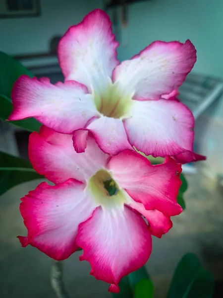 Closeup pink azalea flowers on dark background — Stock Photo, Image