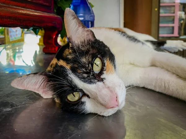 Chat blanc, visage noir allongé sur la table — Photo