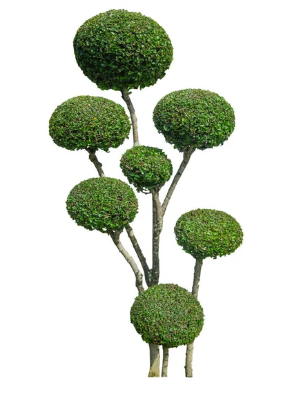 Arbusto Áspero Siamês Árvore Escova Dentes Com Caminhos Recorte Fundo — Fotografia de Stock