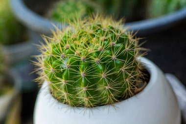 Beyaz bir tencerede, uzun iğneli kaktüs ve bulanık yeşil sırtı.