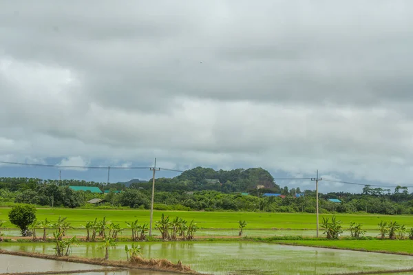 タイの朝日と青空の中の緑の田んぼ — ストック写真