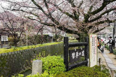 Güzel sakura kiraz çiçekleri sırasında hanami Tetsugaku-no-michi (felsefe yürüme mesafesinde), Kyoto, Japonya