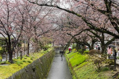 Güzel sakura kiraz çiçekleri sırasında hanami Tetsugaku-no-michi (felsefe yürüme mesafesinde), Kyoto, Japonya
