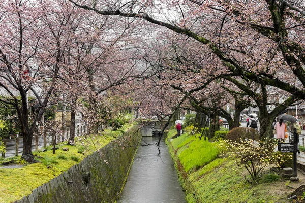 Wunderschöne Sakura Kirschblüten Während Des Hanami Tetsugaku Michi Philosophen Spaziergang — Stockfoto