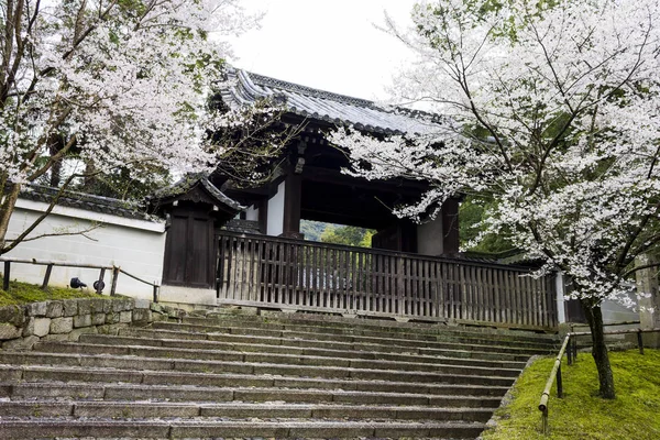 Wunderschöne Sakura Kirschblüten Während Des Hanami Eingang Eines Buddhistischen Tempels — Stockfoto