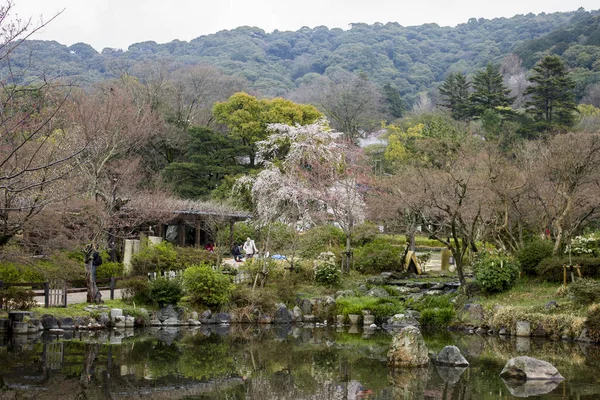 Piękny Sakura Cherry Blossoms Podczas Hanami Parku Maruyama Maruyama Koen — Zdjęcie stockowe