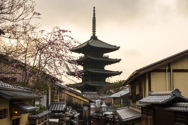 Hermosas Flores Cerezo Sakura Atardecer Durante Hanami Yasaka Pagoda Kyoto — Foto de Stock