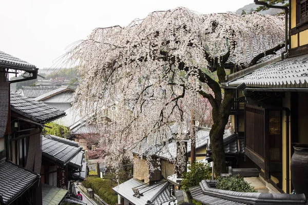 Hermosas Flores Cerezo Sakura Durante Hanami Ninen Zaka Distritos Preservados — Foto de Stock