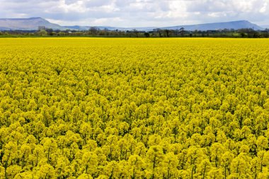 Yellow rapeseed flowers fields near Castlerock, Derry County, Northern Ireland clipart