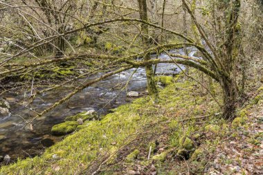 Muniellos doğa rezerv, İspanya