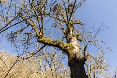 Muniellos doğa rezerv, İspanya