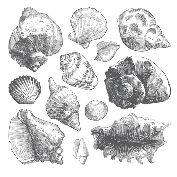 Deniz kabukları kümesi kroki. Gri beyaz arka plan üzerinde izole seashell siluetleri doodle. Vektör okyanus yaşam el çizilen illüstrasyon