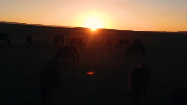Wild horses walk across the field at sunset — стоковое видео