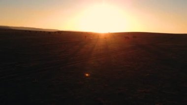 Atlar çayırda otluyor.