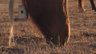 Atlar çayırda otluyor.