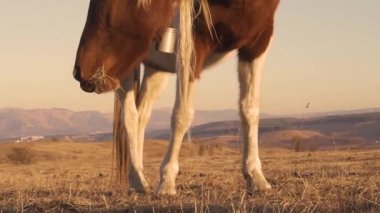 Atlar çayırda otluyor.