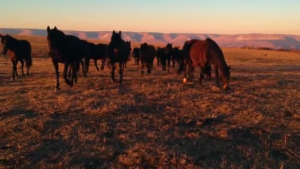 Vahşi atlar gün batımında tarlada yürür. — Stok video