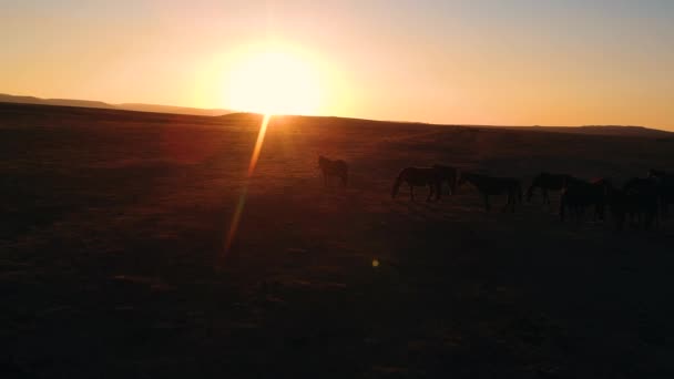 Vahşi atlar gün batımında tarlada yürür. — Stok video